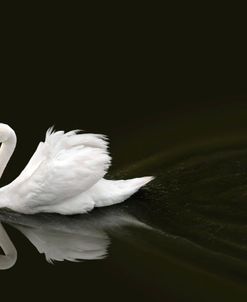 Swan 2