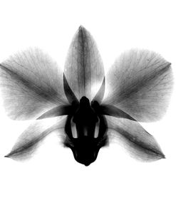 Orchid, Phalenop. X-Ray