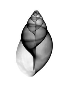 Achatina Jpn Land Snail  X-Ray