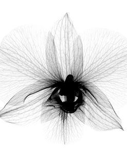 Dendrobium 2  X-Ray Orchid