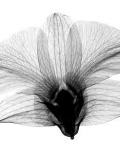 Dendrobium On Back  X-Ray Orchid