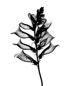 Foxglove X-Ray