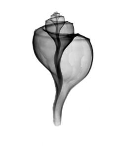 Giant (Channel) Whelk  X-Ray