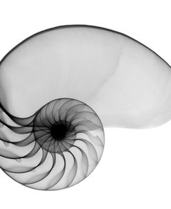 Nautilus Shell Lite X-Ray