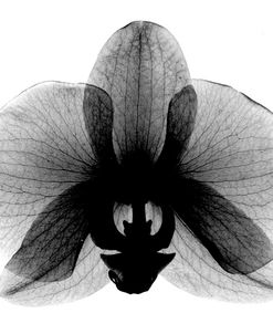 Orchid, Small  X-Ray