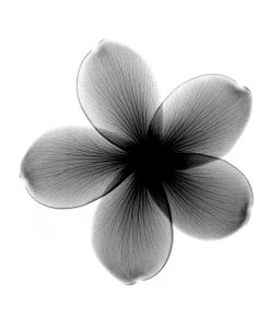 Plumeria X-Ray