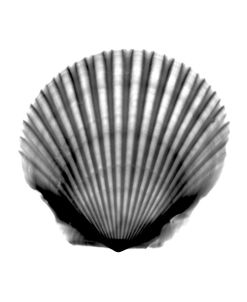 Scallop #3 X-Ray