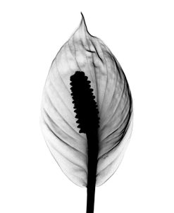 Spathyphyllum X-Ray