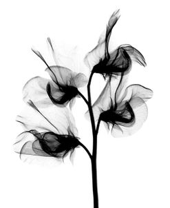 Sweet Pea X-Ray