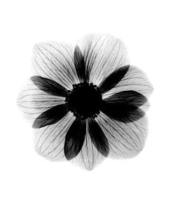 Anemone  X-Ray