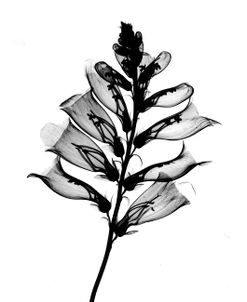 Foxglove #2 X-Ray