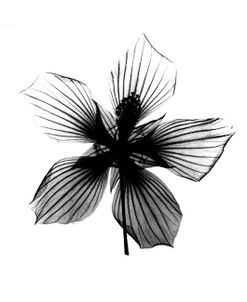 Hibiscus, Texas Star X-Ray