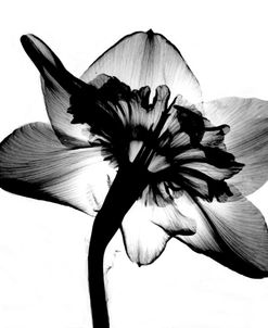 Jonquil X-Ray