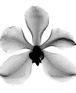 Orchid #3 X-Ray