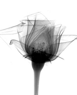 Rose #10 X-Ray