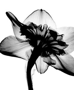 Daffodil #1 X-Ray