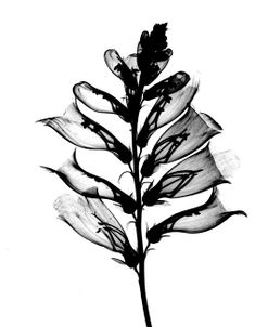 Foxglove #1 X-Ray