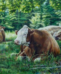 Cows In Shade