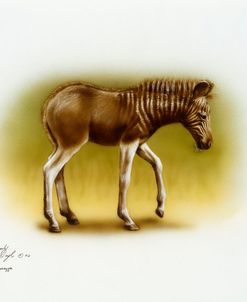 Zebra Colt