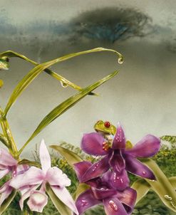 Orchids & Exotic Frogs