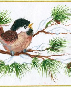 Chickadee On A Pine Tree