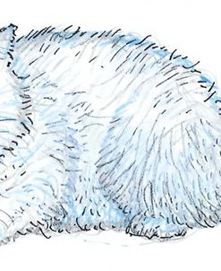 Angora Cat 2