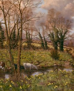 Cattle And Daffodils