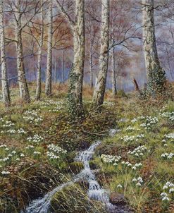 Snowdrop Dell