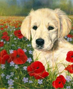 Puppy And Poppies