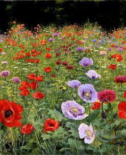 Field Of Poppies