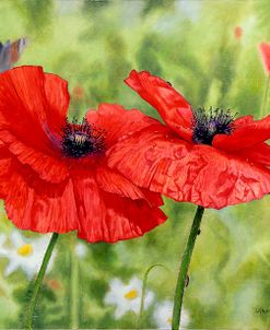 Poppies And Butterfly