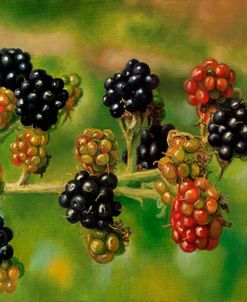 Blackberries