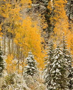 Autumn Wonderland At Rabbit Ears Pass