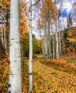 Autumn Stroll