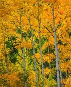 Backlit Embrace