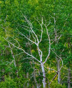 Branching Out