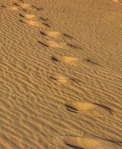 Footprints In The Sand