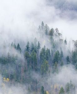 Forest In The Clouds