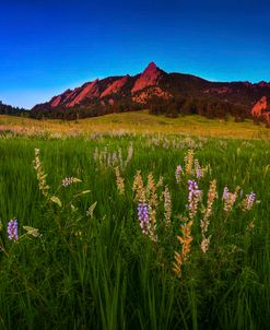 Glowing Flatirons And Wildflowers