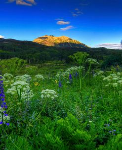 Light Whispers And Wildflowers