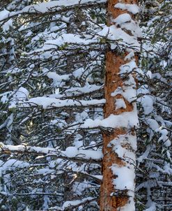 Out On A Limb