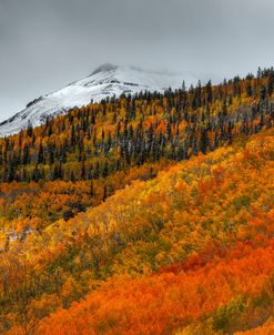 Shades Of Autumn