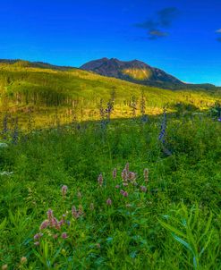 Wildflowers And Windows Of Light