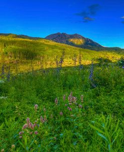 Wildflowers And Windows Of Light