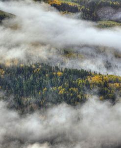 Aspen Forest In The Clouds