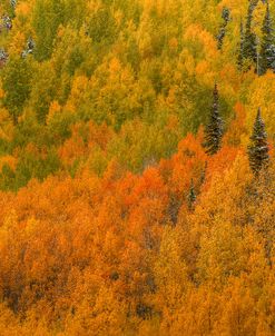 Aspen Multicolor