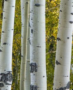 Aspen Trunks