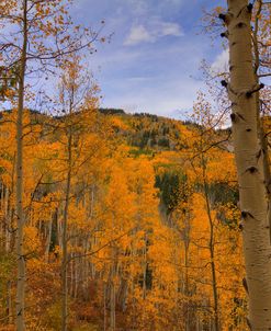 Autumn Flames At Ohio Pass