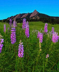 Spring Wildflowers At The Flatirons