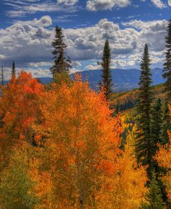 Autumn Fire At Ohio Pass